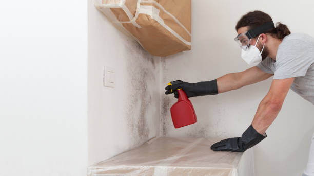Professional Basement Mold Removal technician working in Upper Black Eddy, PA