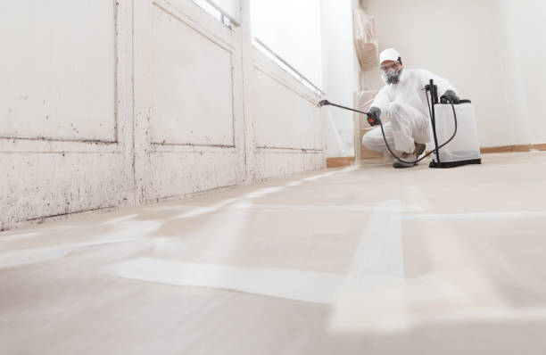24/7 Emergency Basement Mold Removal experts in Upper Black Eddy, PA