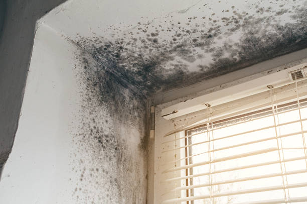 Affordable Basement Mold Removal solutions in Upper Black Eddy, PA