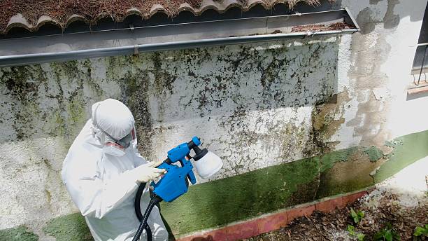 Top rated local Basement Mold Removal specialists in Upper Black Eddy, PA